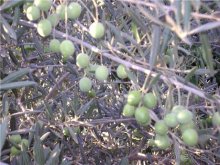 фото Bella Napa Bay