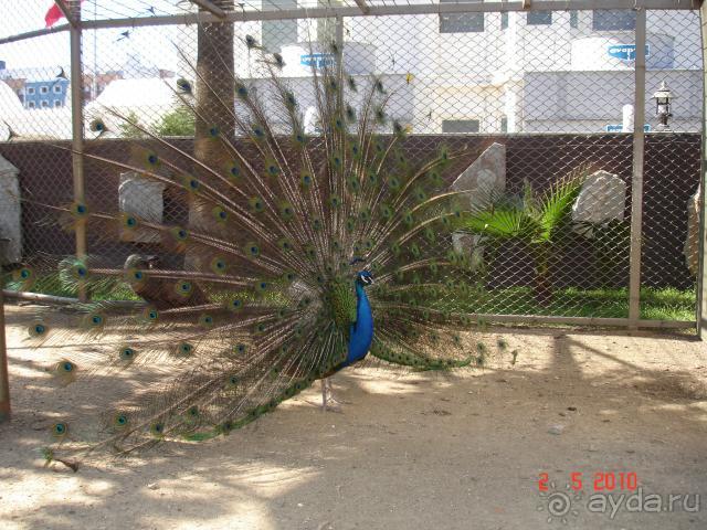 павлины на территории отеля