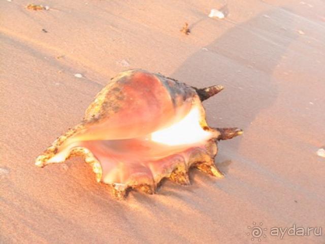 фото Otium Pyramisa Beach Resort Sahl Hasheesh