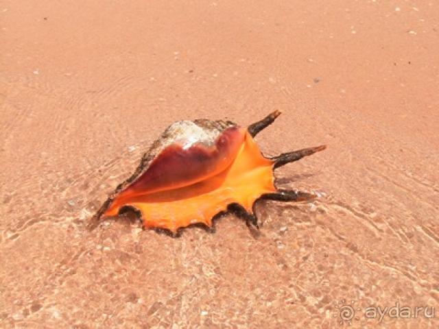 фото Otium Pyramisa Beach Resort Sahl Hasheesh