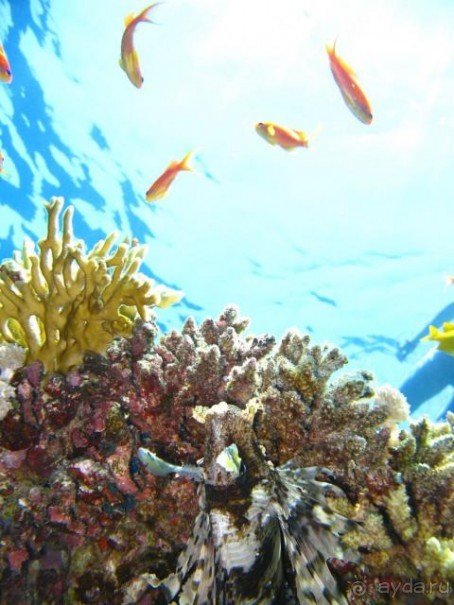 фото Sentimental