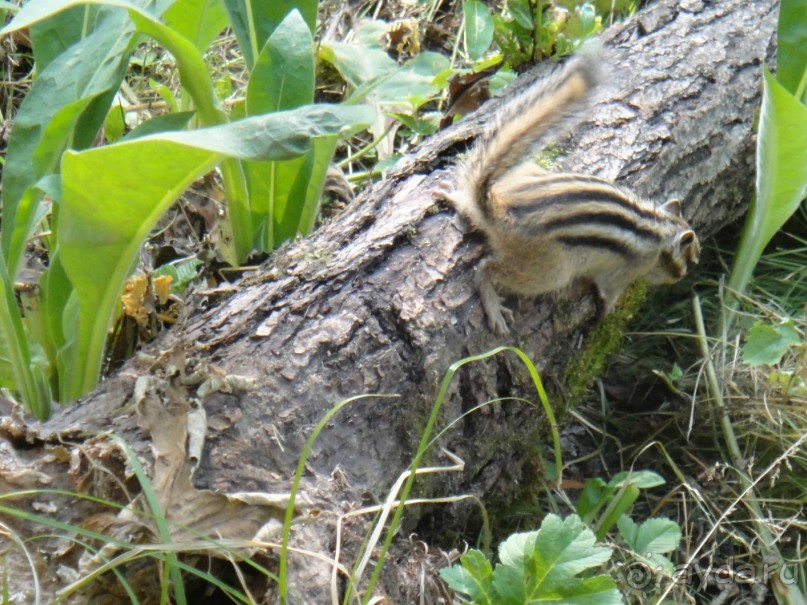 Путешествие к бирюзовой Катуни