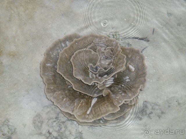 Худхуранфуши. Морской цветочек