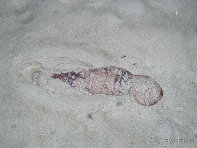 Худхуранфуши. Морской огурец