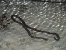 Худхуранфуши. Ядовитая змейка