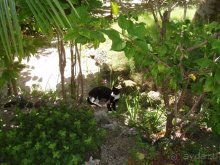 Худхуранфуши. Слепая кошка