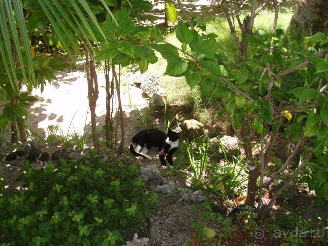 Худхуранфуши. Слепая кошка