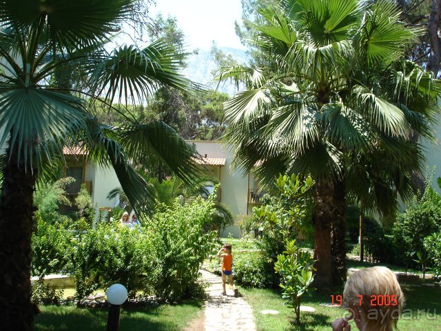 фото Gypsophila Club Marine