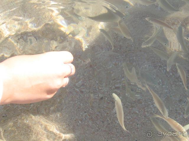 фото Aladdin Beach Resort