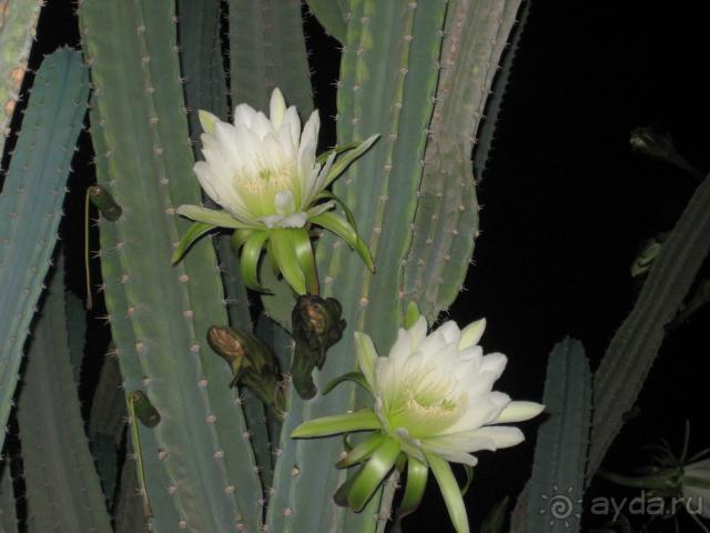 фото Aladdin Beach Resort