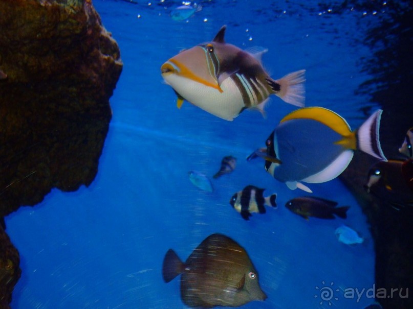 Барселона. "Аквариум".