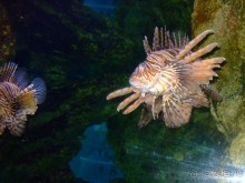 Барселона. "Аквариум".