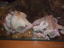 Барселона. "Аквариум".