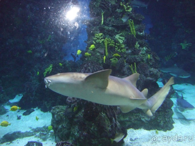 Барселона. "Аквариум".