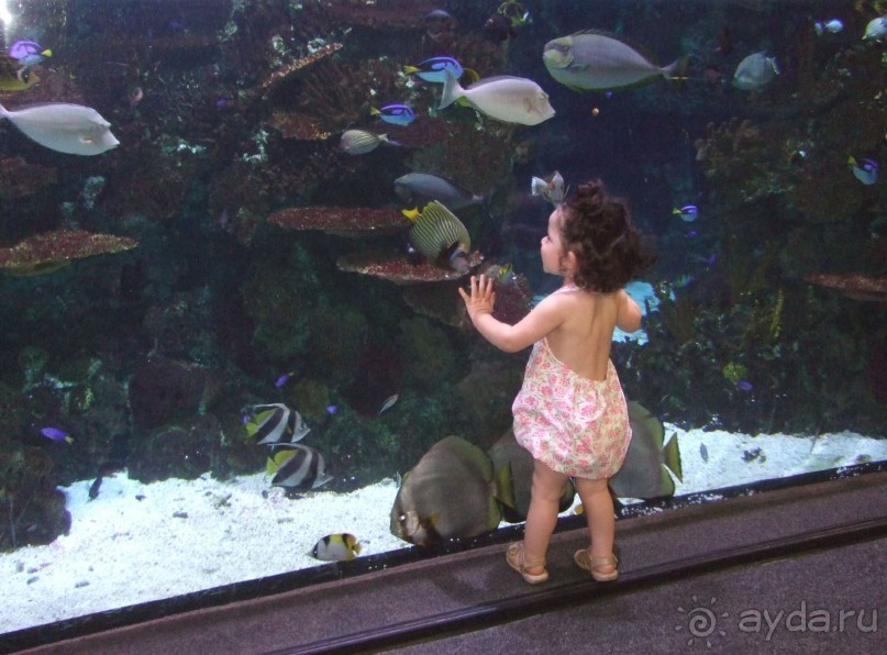 Барселона. "Аквариум".