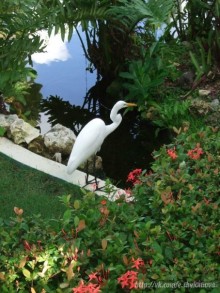 Доминикана: Grand Palladium 5* в сравнении с Barcelo Bavaro Palace Deluxe 5* сильно проигрывает.