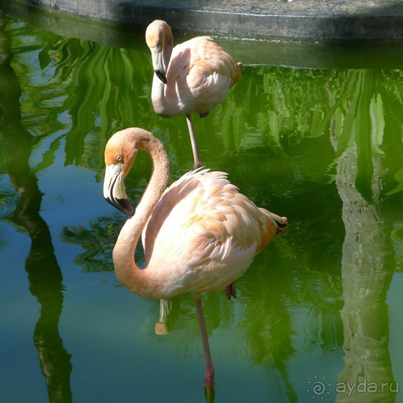 Доминикана: Grand Palladium 5* в сравнении с Barcelo Bavaro Palace Deluxe 5* сильно проигрывает.