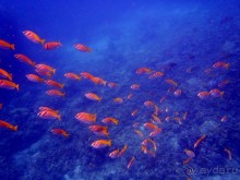 подводный мир Тао