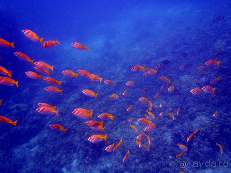 подводный мир Тао