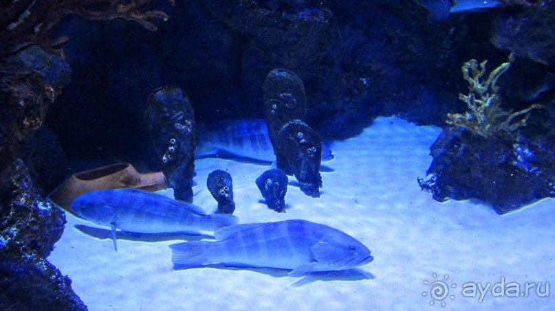 В Кемере все здорово!