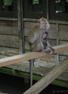 Путешествие по Малайзии (Куала-Лумпур, Лангкави).