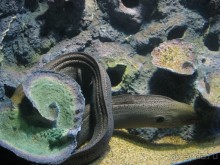 Путешествие по Малайзии (Куала-Лумпур, Лангкави).