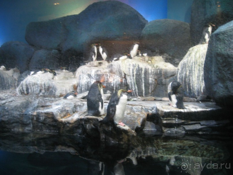 пингвины в океанариуме Лангкави