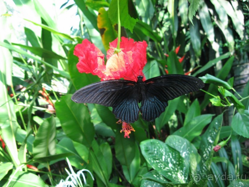 Путешествие по Малайзии (Куала-Лумпур, Лангкави).