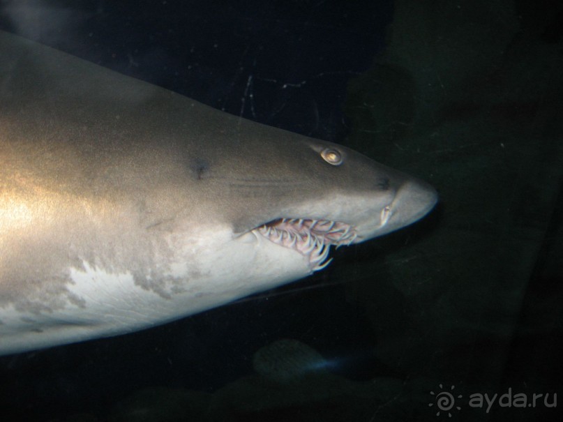 в океанариуме