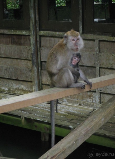 Путешествие по Малайзии (Куала-Лумпур, Лангкави).