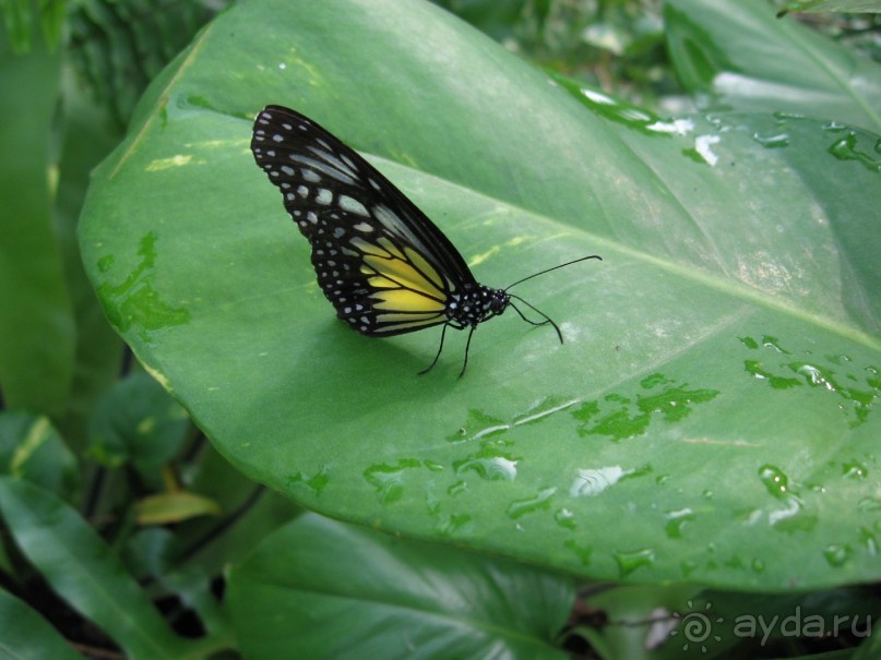 в парке бабочек