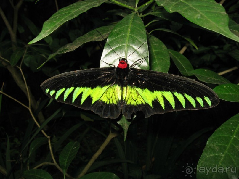 Путешествие по Малайзии (Куала-Лумпур, Лангкави).