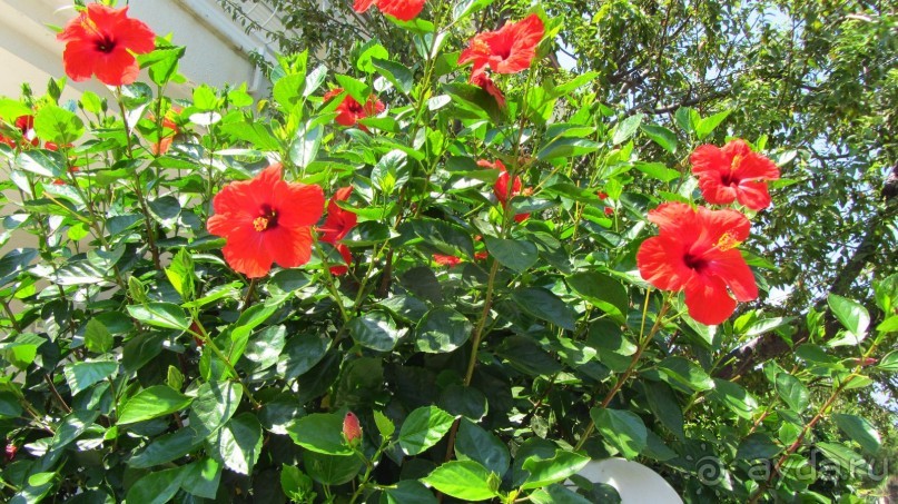 фото Wassermann Hotel