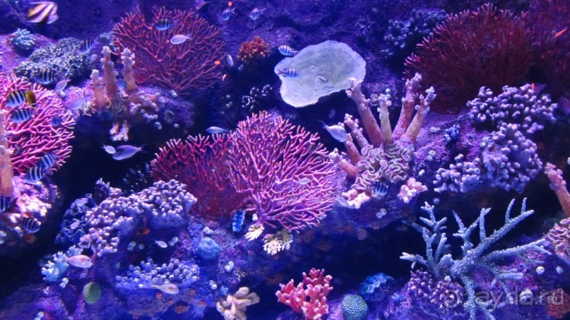 фото Wassermann Hotel