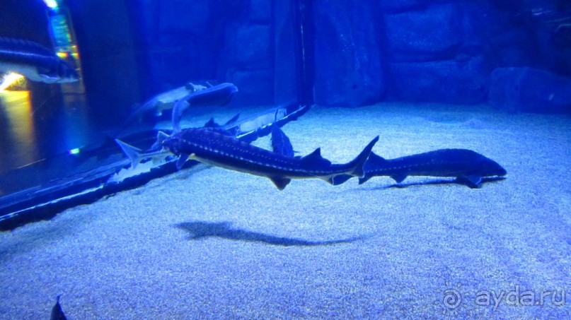 фото Wassermann Hotel