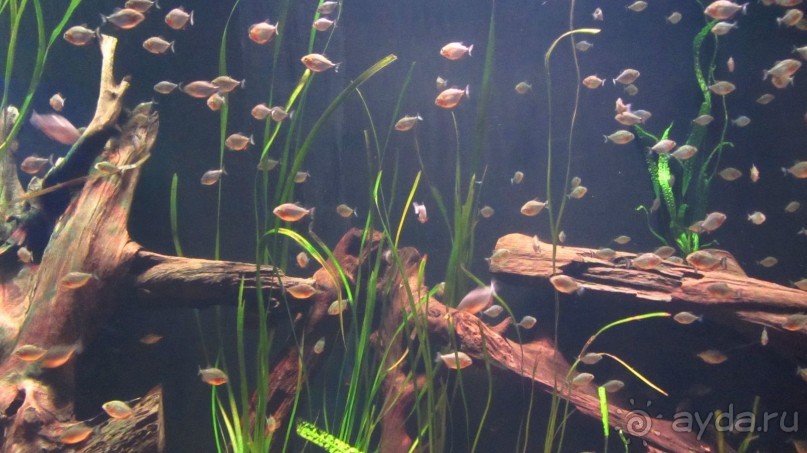 фото Wassermann Hotel