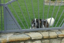 Собачки которые чуть нас не съели)