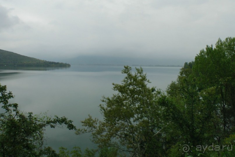 Виды Кастории