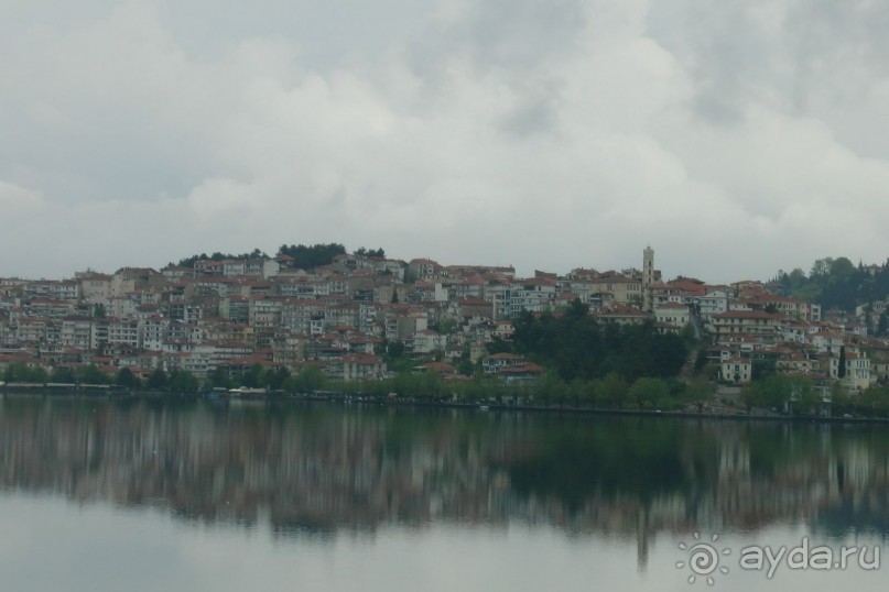 Виды Кастории