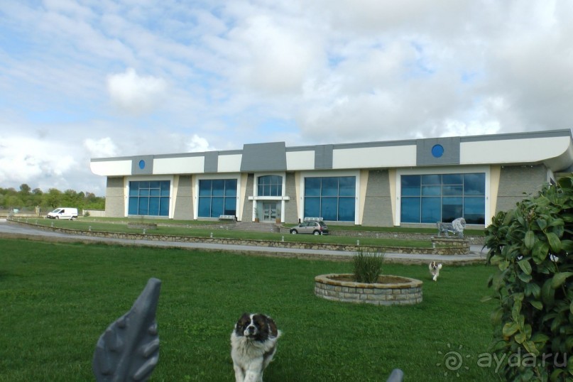 Собачки которые чуть нас не съели)