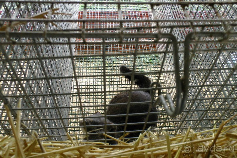 Ферма по разведеню норок