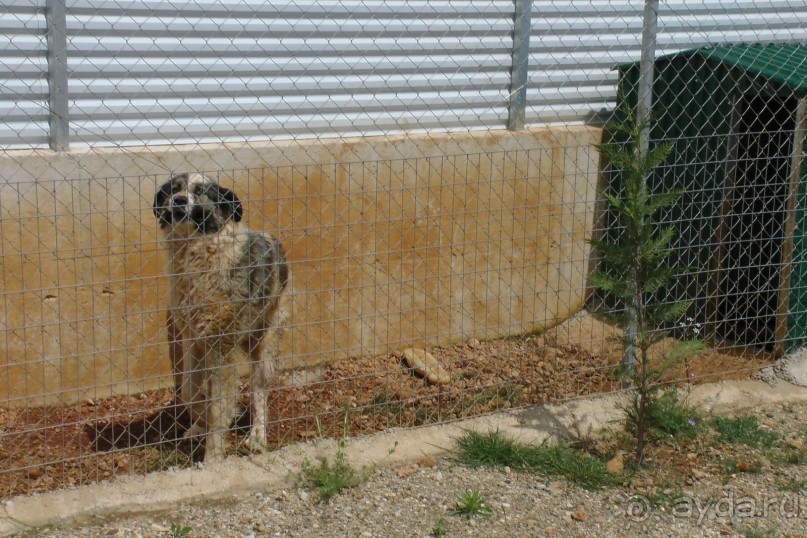 Ферма по разведеню норок