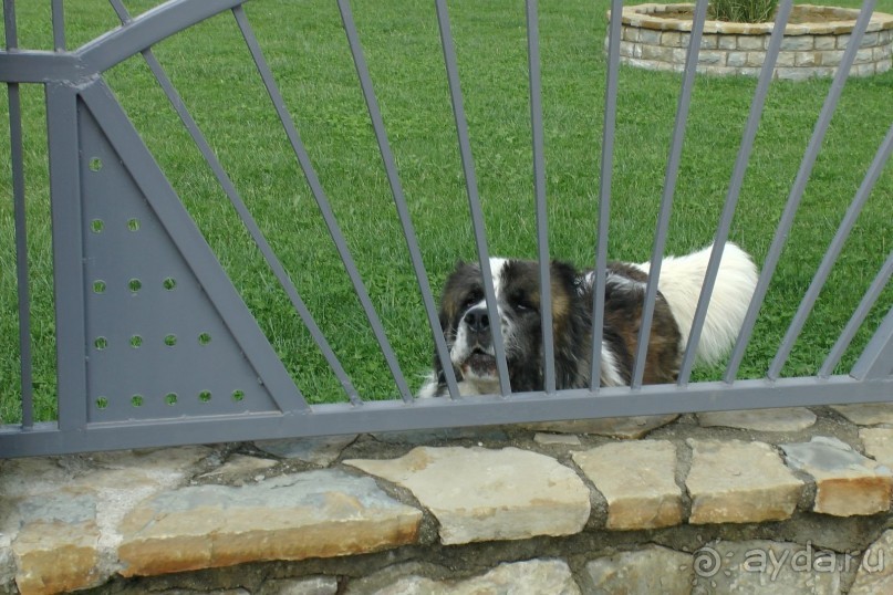 Собачки которые чуть нас не съели)