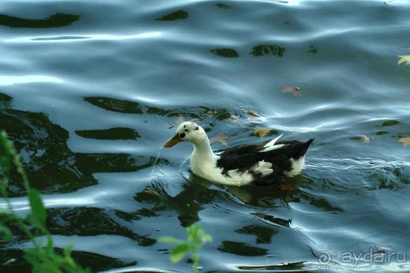 Отзыв о покупке шубы в Греции, Кастория 2014