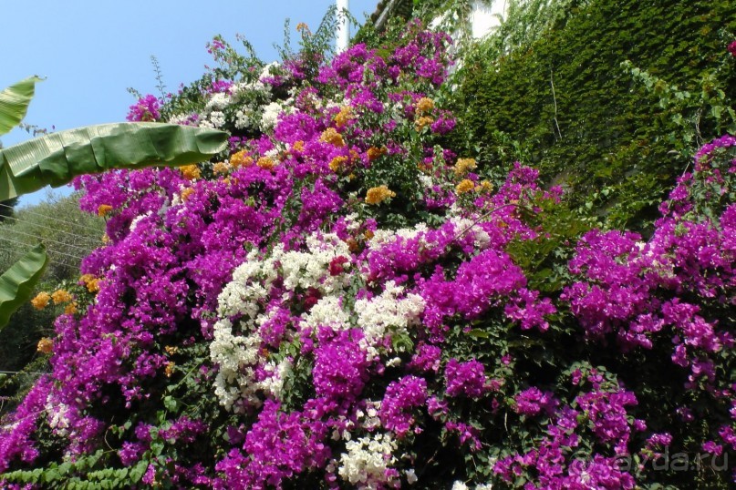 Aldemar Oympian Village подробно