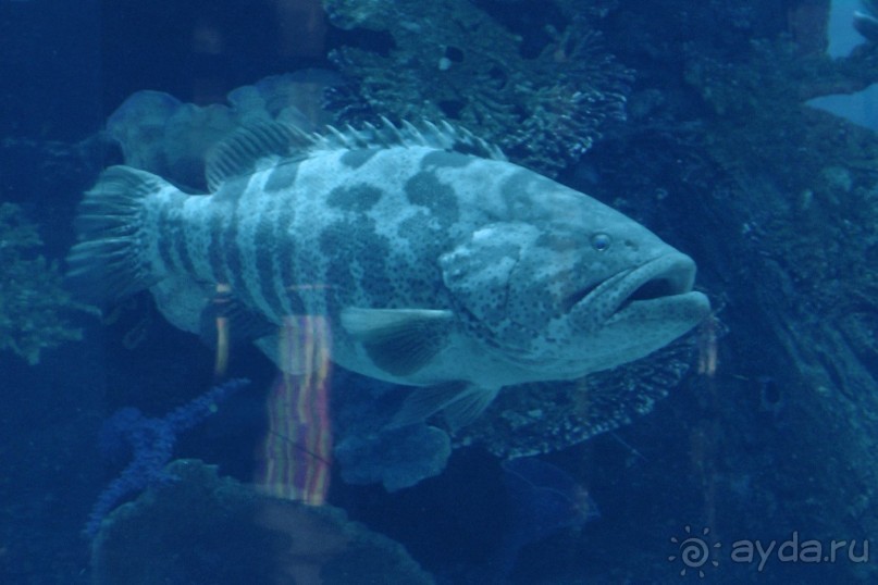 Океанариум в Дубаи Молле