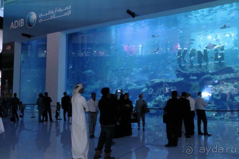 Океанариум в Дубаи Молле