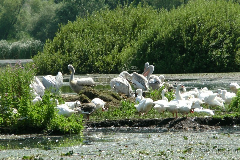 Купить хорошую шубу в Греции (2015). Отзыв и полезные советы.