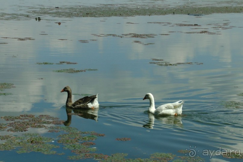Купить хорошую шубу в Греции (2015). Отзыв и полезные советы.