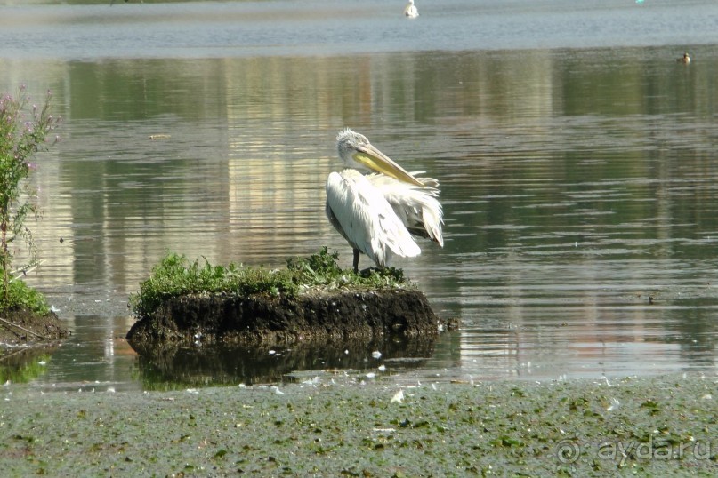 Купить хорошую шубу в Греции (2015). Отзыв и полезные советы.